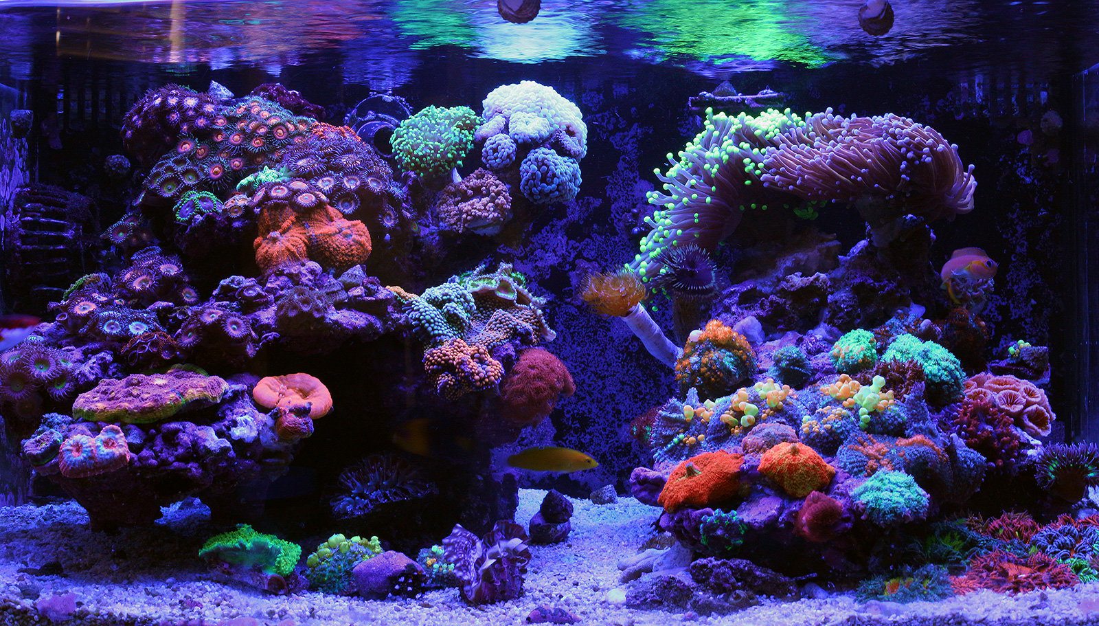 reef tank diy