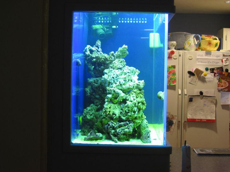 1 month old reef tank end view - 2 x 175 10000K MH only