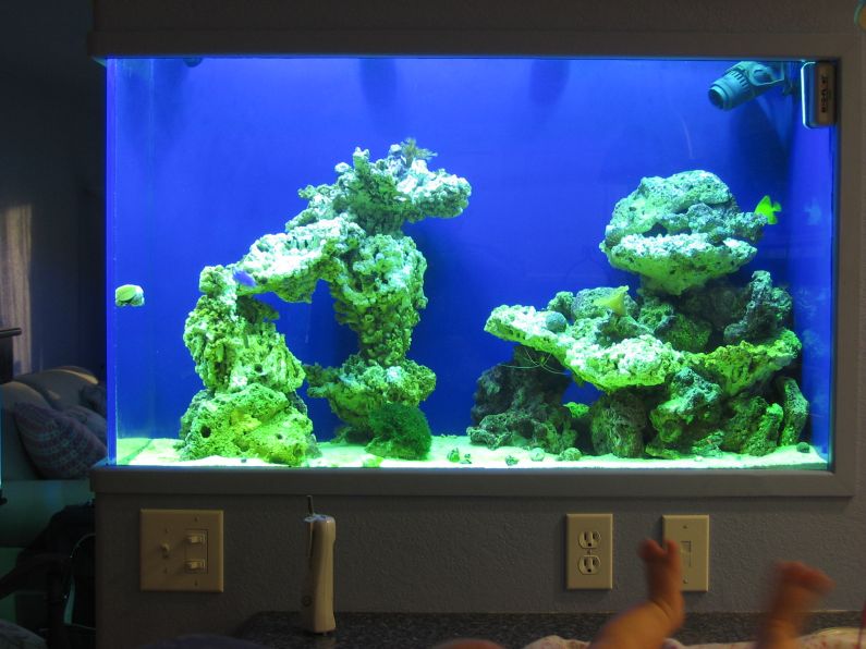 1 month old reef tank - 2 x 175 10000K MH only